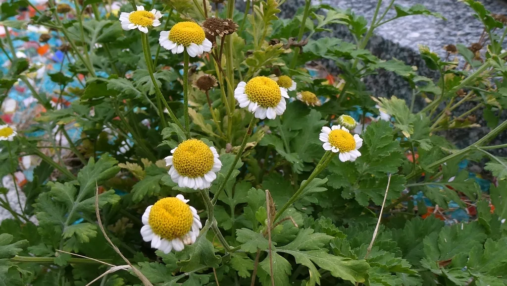 Tanacetum Parthenium