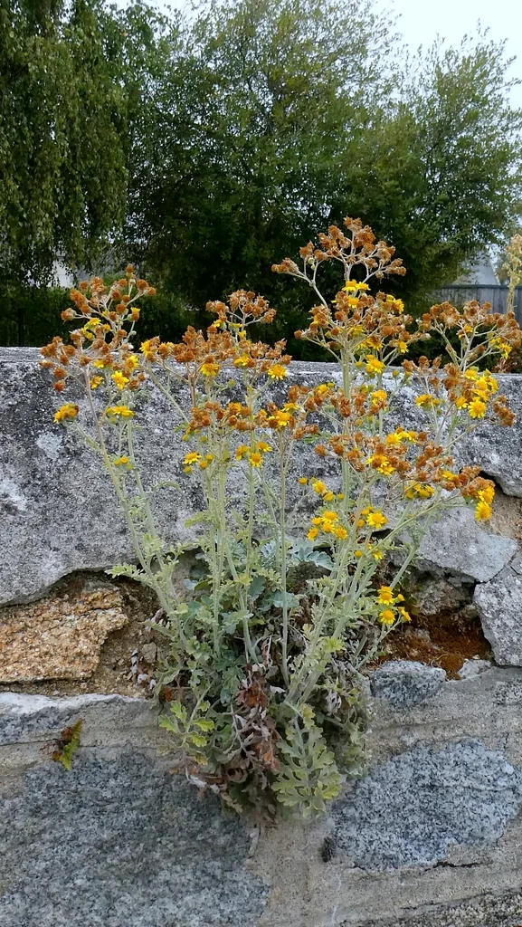 Senecio Cineraria