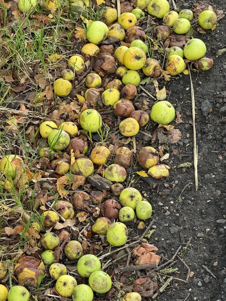 Malus Sylvestris