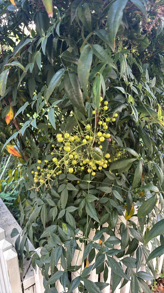 Nandina Domestica