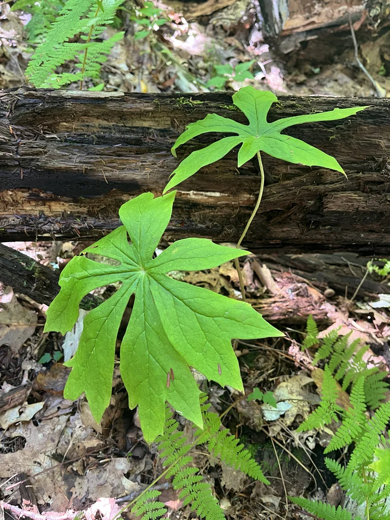 Podophyllum Peltatum