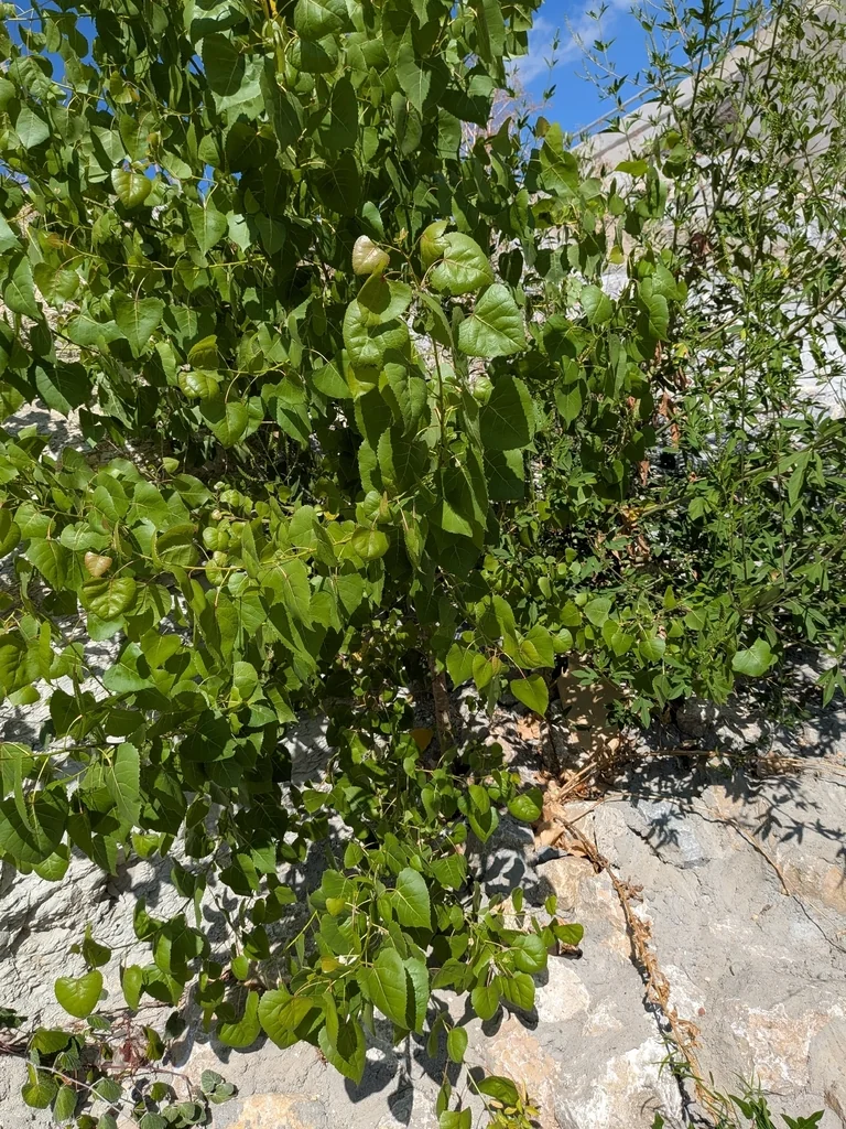 Populus Deltoides