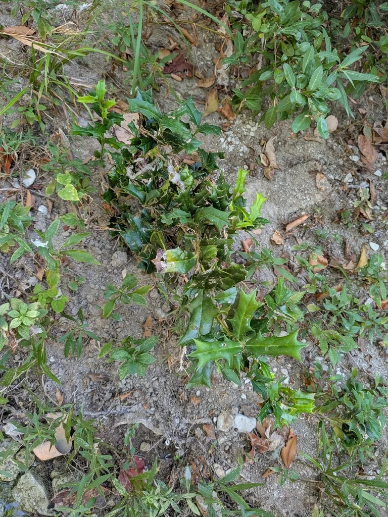 Ilex Cornuta