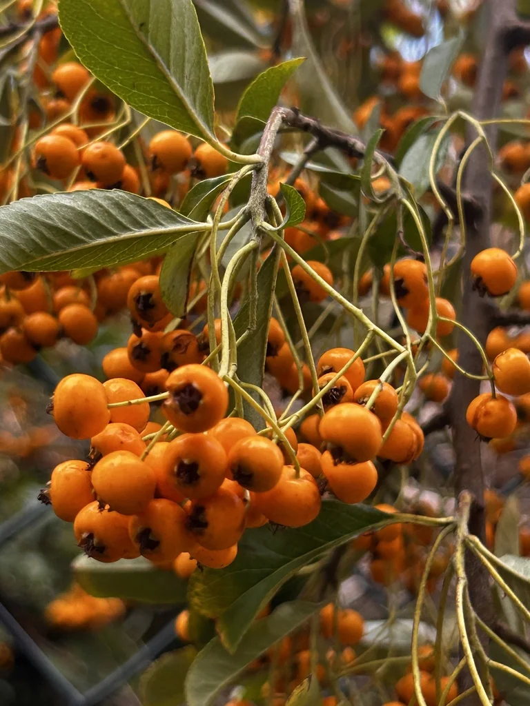 Pyracantha Coccinea