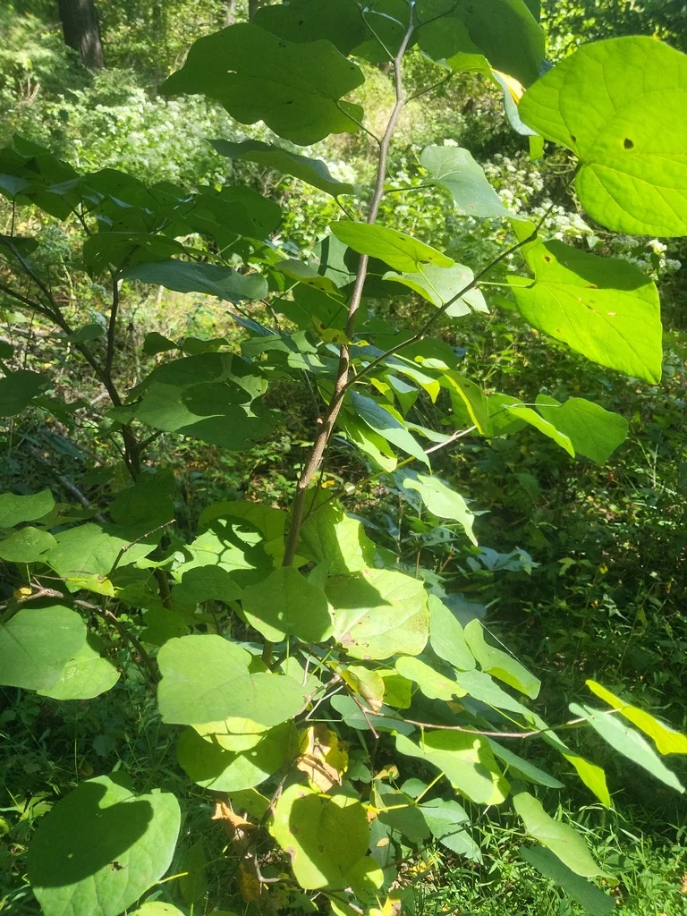 Cercis Canadensis