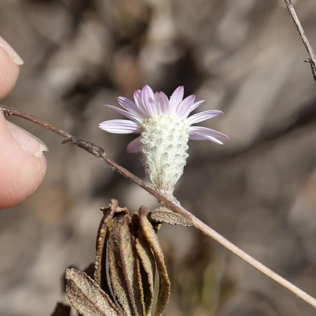 Lessingia Filaginifolia