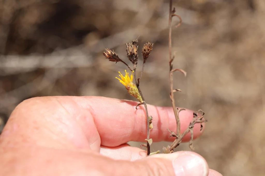 Isocoma Menziesii