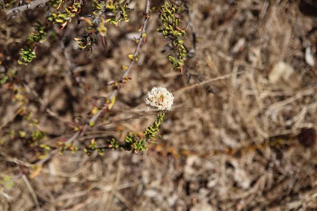 Eriogonum Fasciculatum