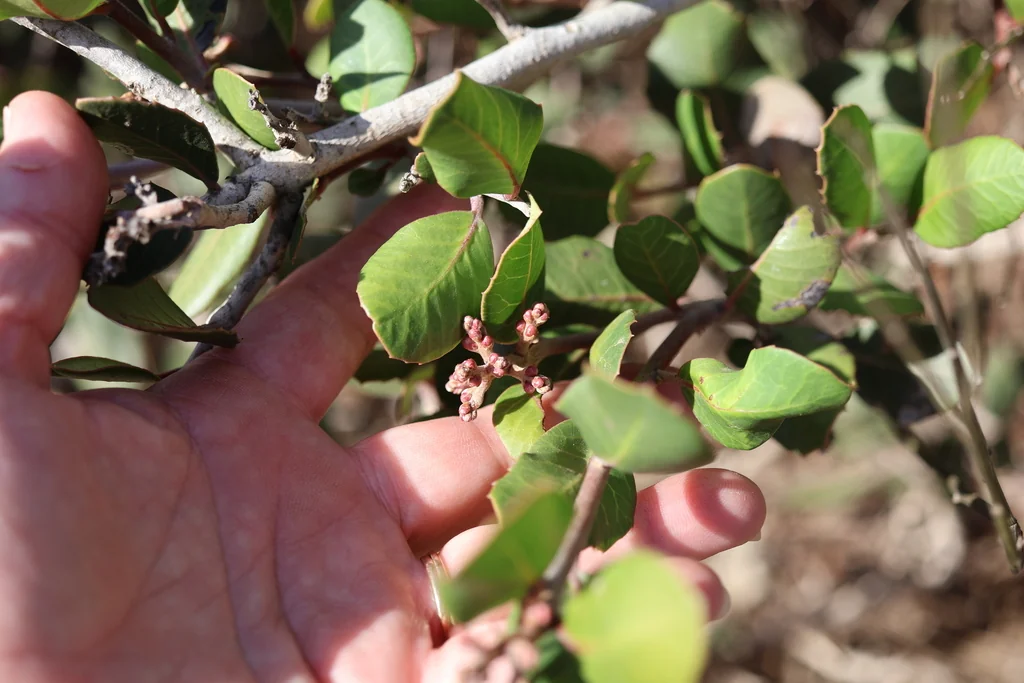 Rhus Integrifolia