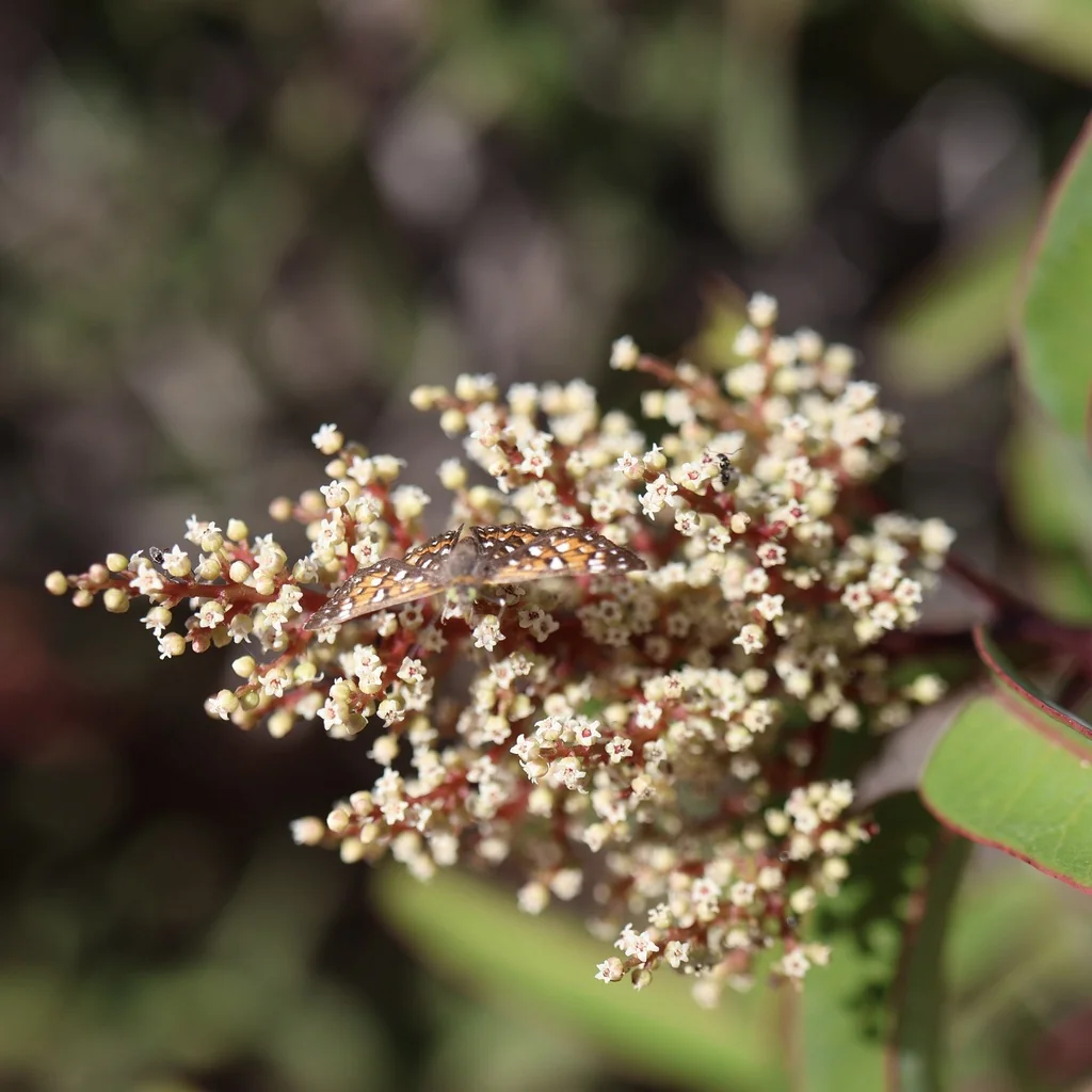 Malosma Laurina