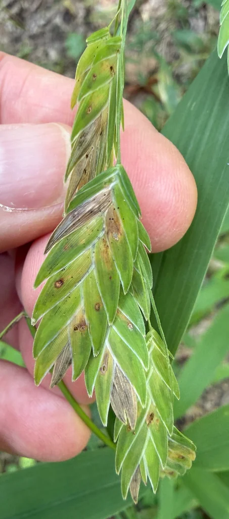 Chasmanthium Latifolium