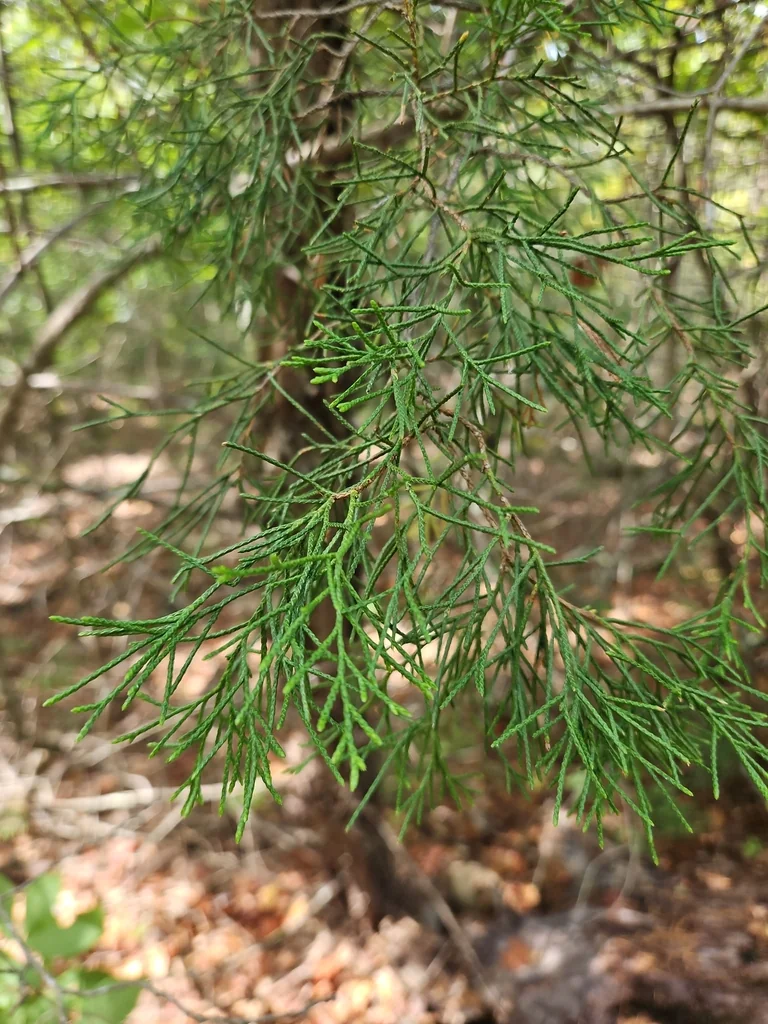 Juniperus Virginiana