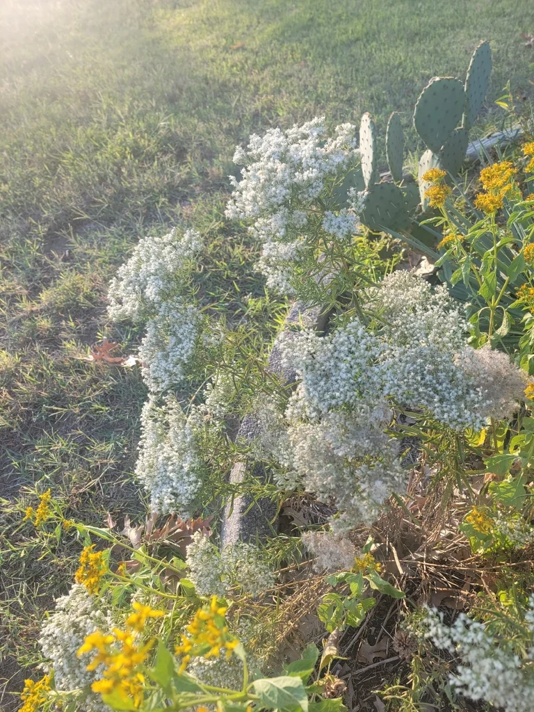 Eupatorium Hyssopifolium