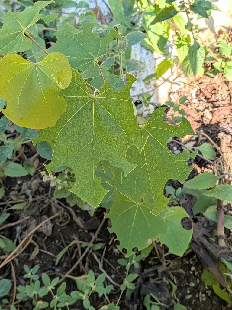 Cercis Canadensis