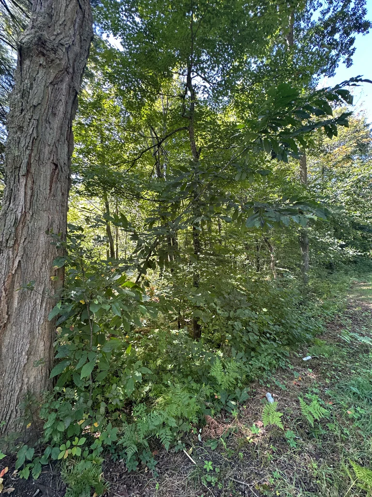 Castanea Dentata