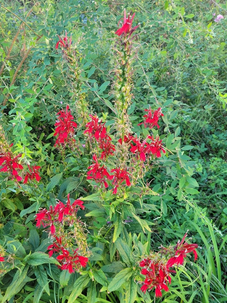 Lobelia Cardinalis
