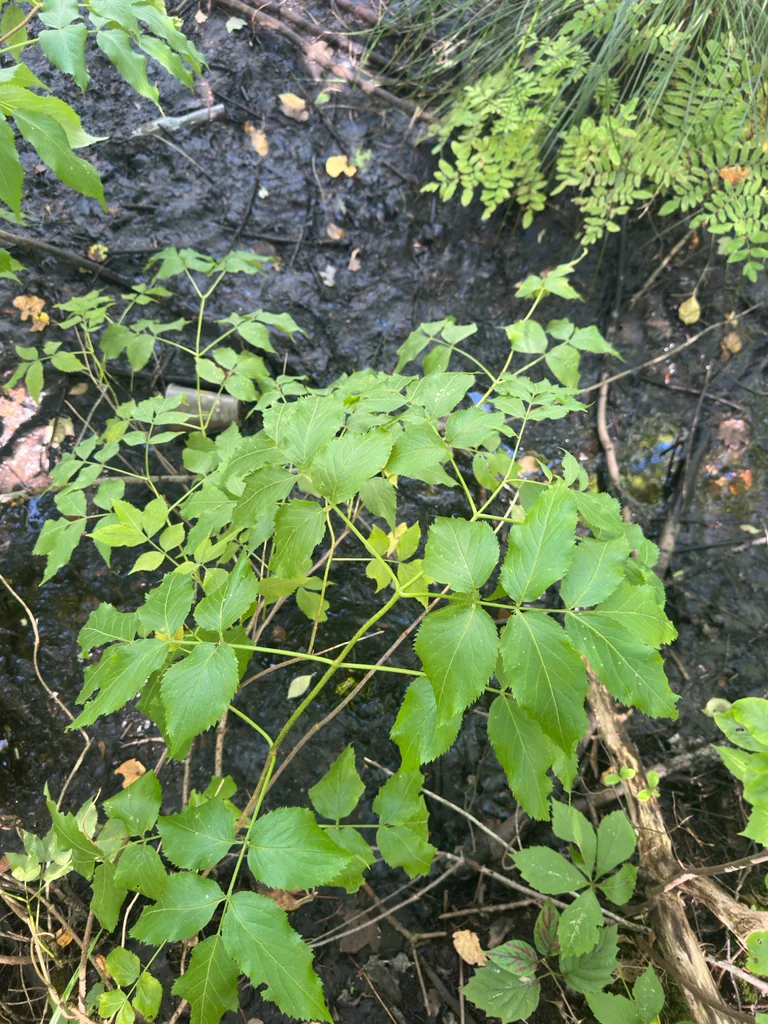Sambucus Canadensis
