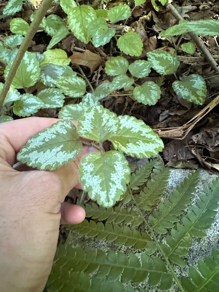 Lamium Galeobdolon