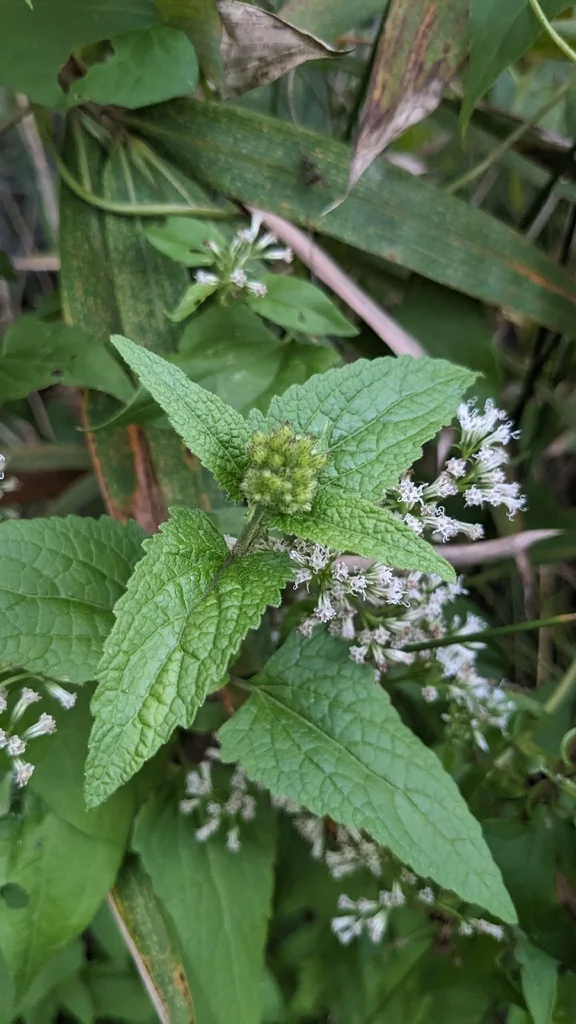 Eupatorium Coelestinum