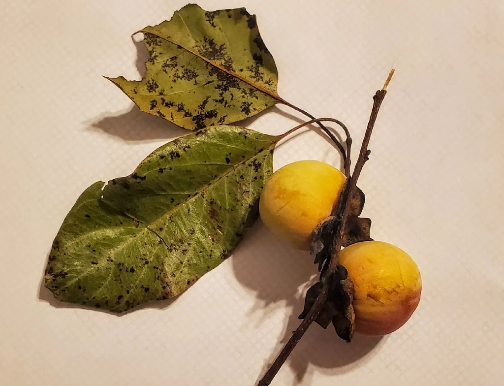 Diospyros Virginiana
