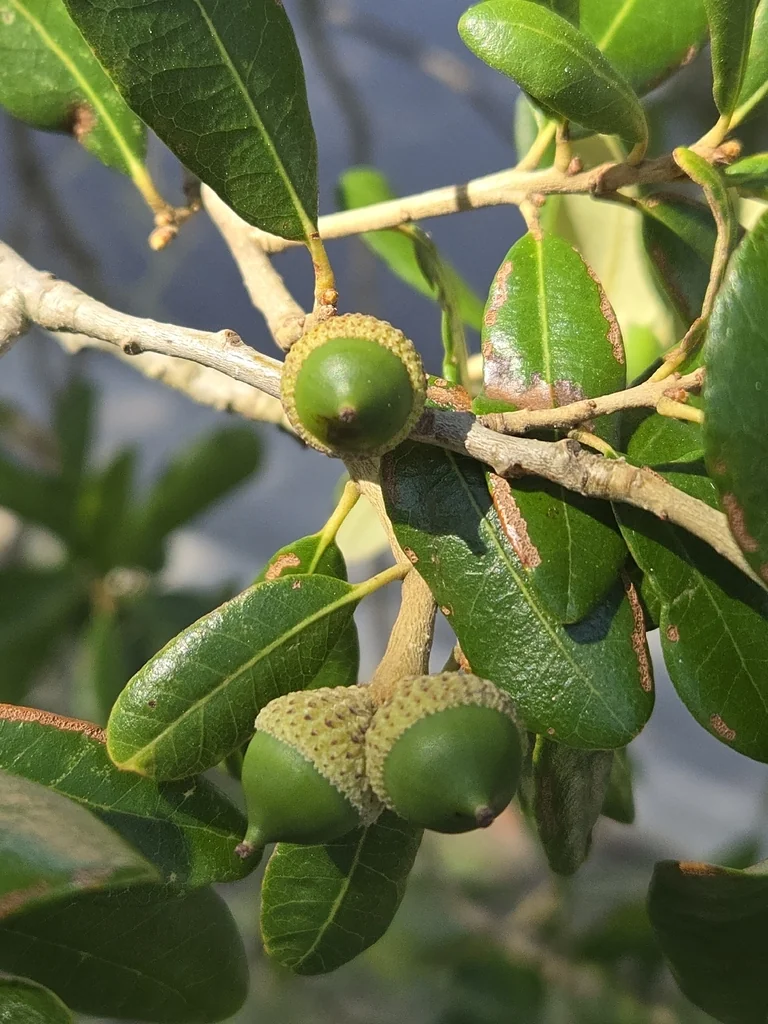 Quercus Virginiana