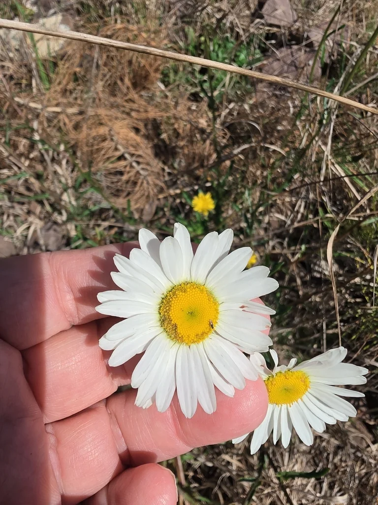 Chrysanthemum Leucanthemum