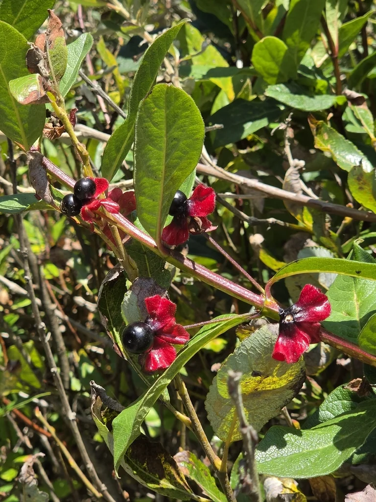 Lonicera Involucrata