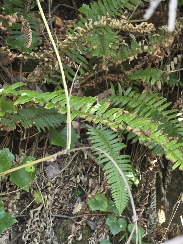 Polystichum Munitum