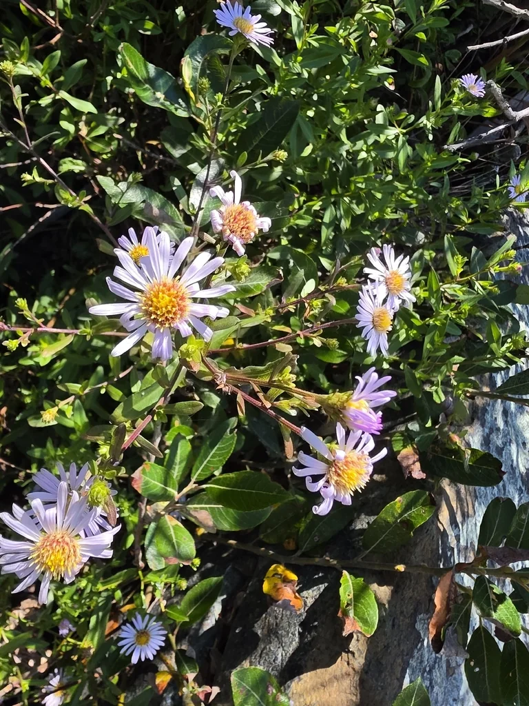 Symphyotrichum Chilense