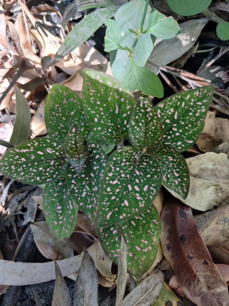 Hypoestes phyllostachya