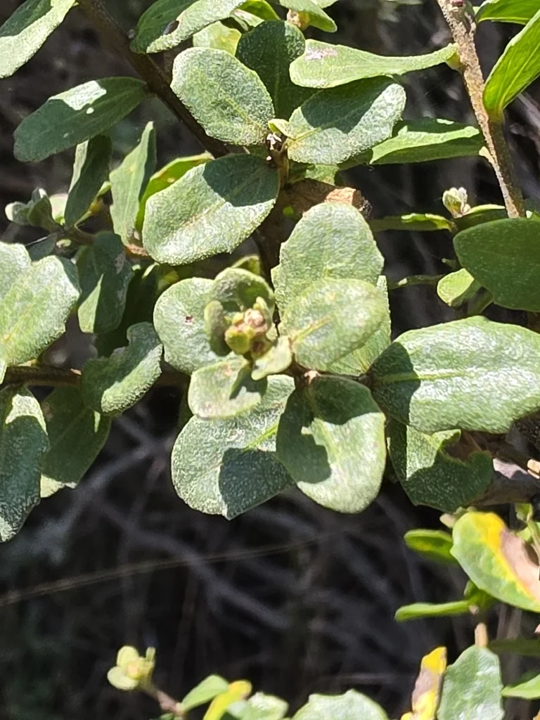Baccharis Pilularis