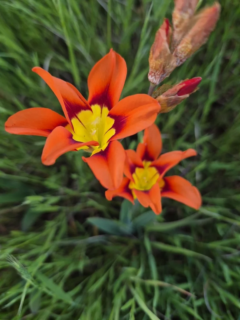Sparaxis Tricolor