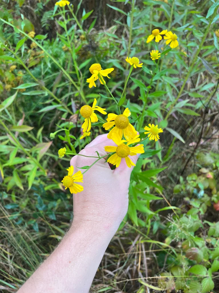 Helenium Autumnale