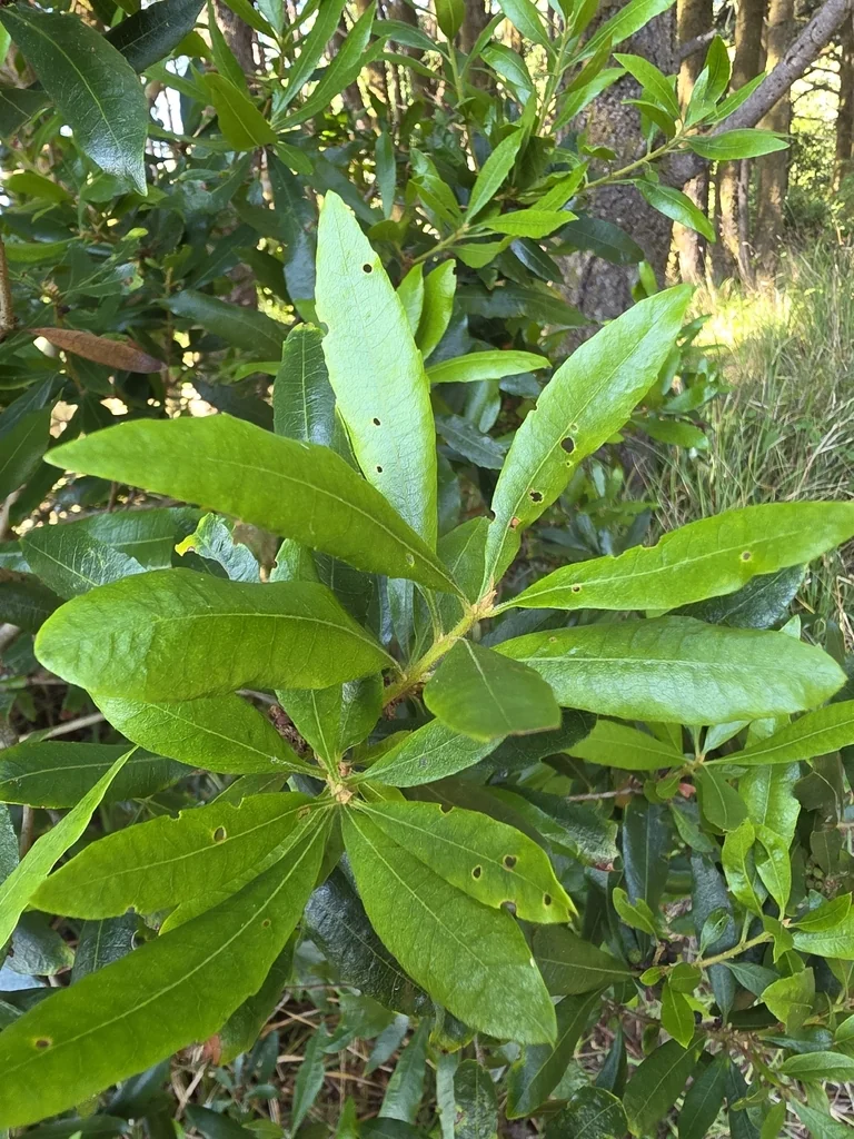 Myrica Californica