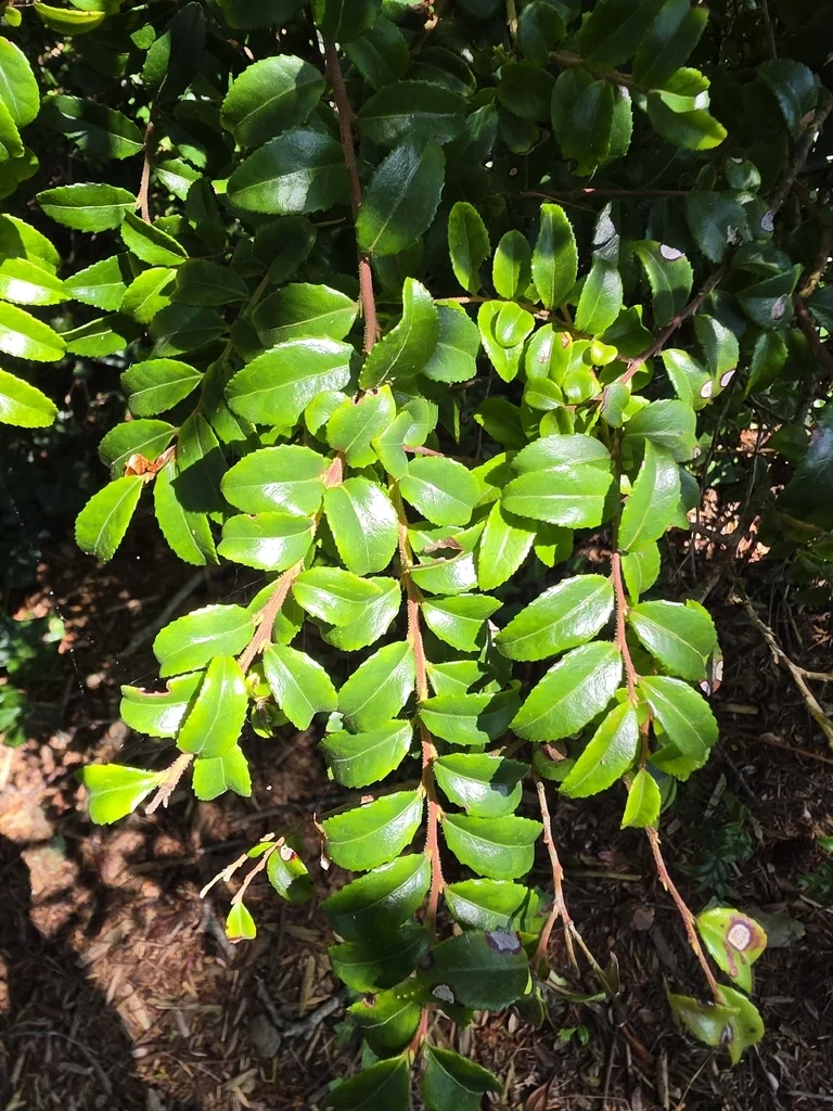 Vaccinium Ovatum