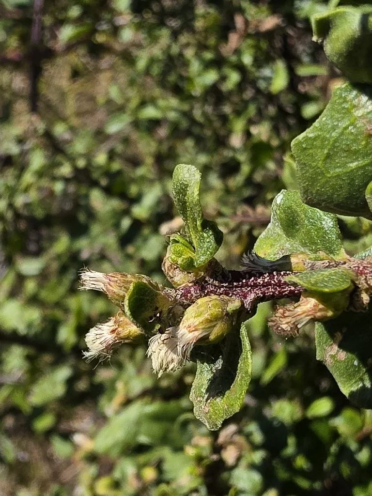 Baccharis Pilularis