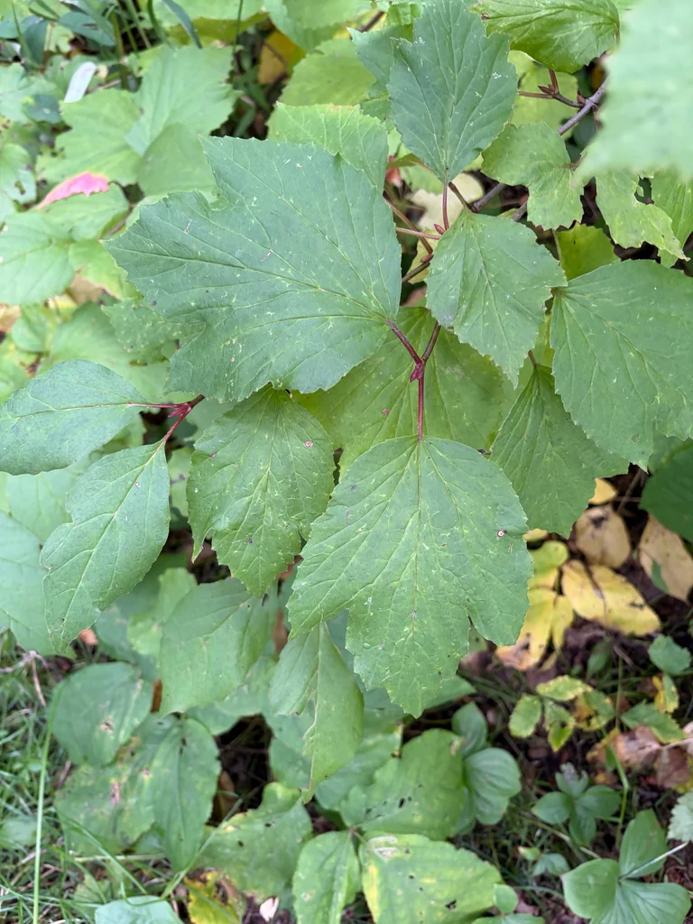 Viburnum Edule