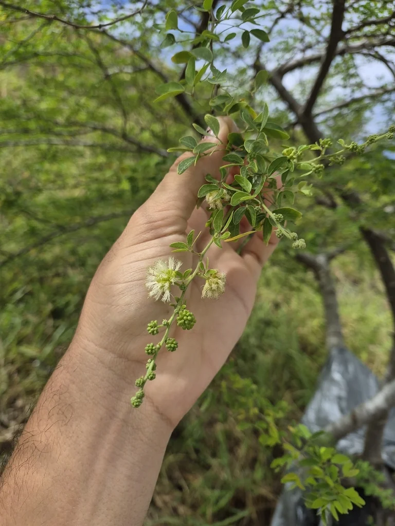 Pithecellobium Dulce