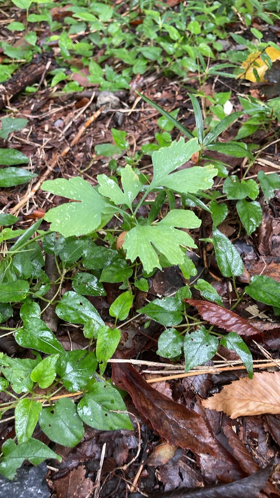 Ginkgo Biloba