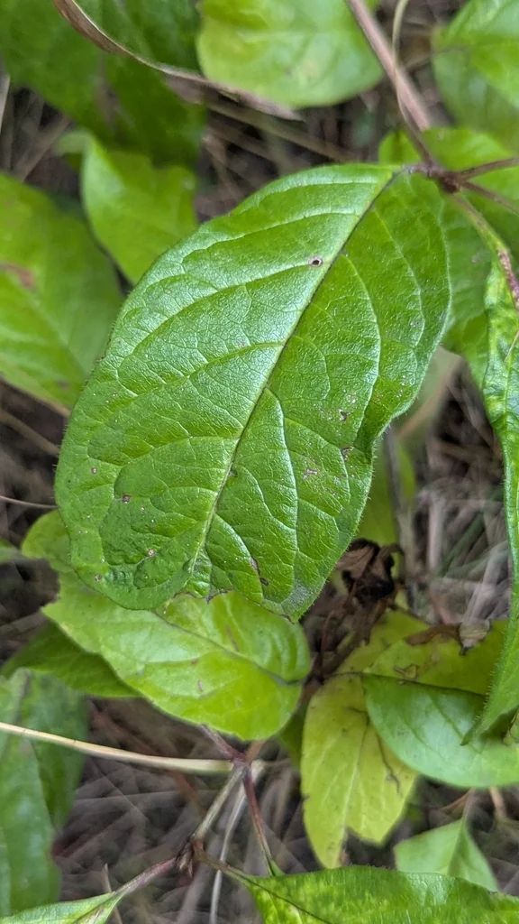 Lonicera Involucrata
