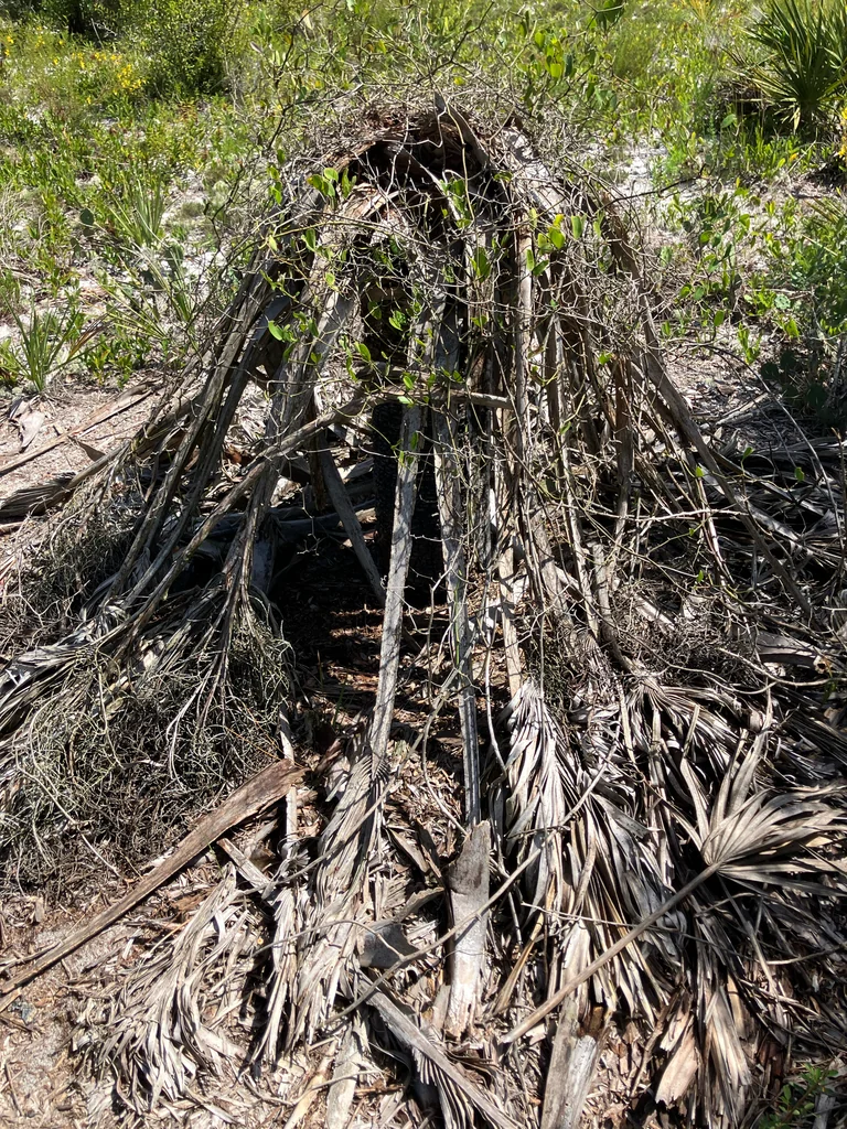 Sabal Palmetto