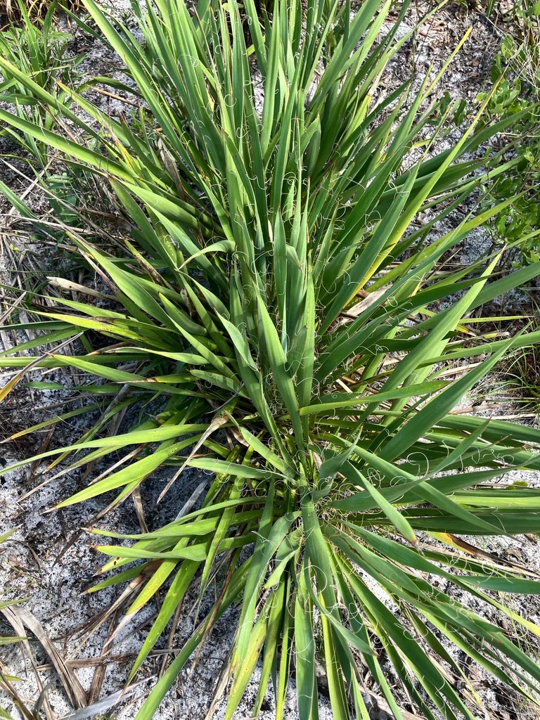 Yucca Filamentosa