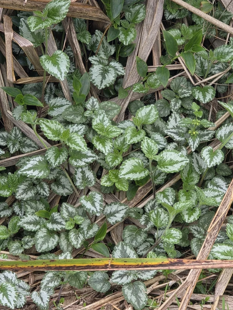 Lamium Galeobdolon