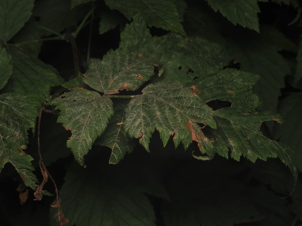 Rubus Spectabilis
