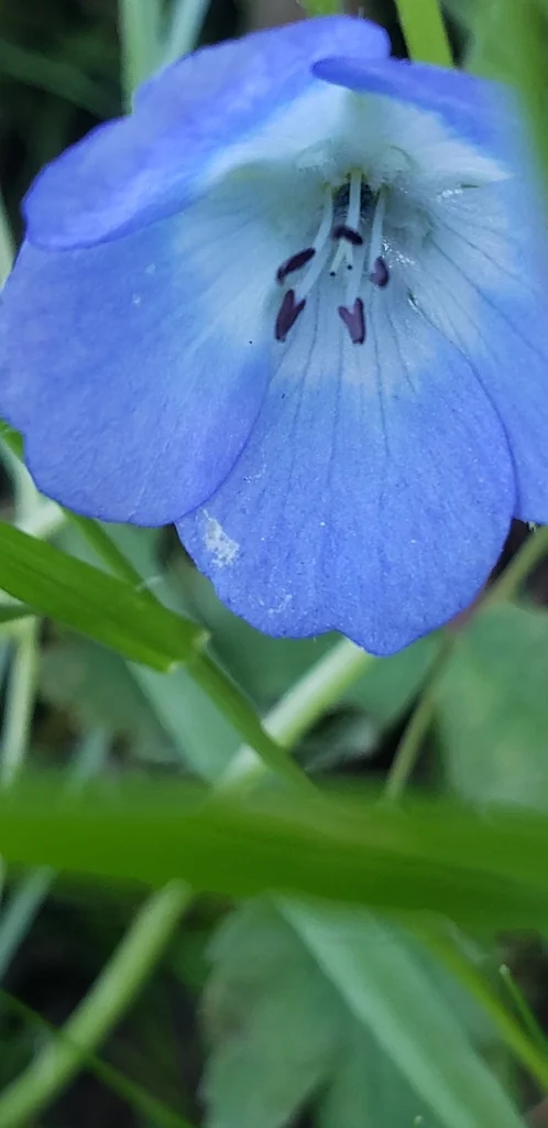Nemophila Menziesii