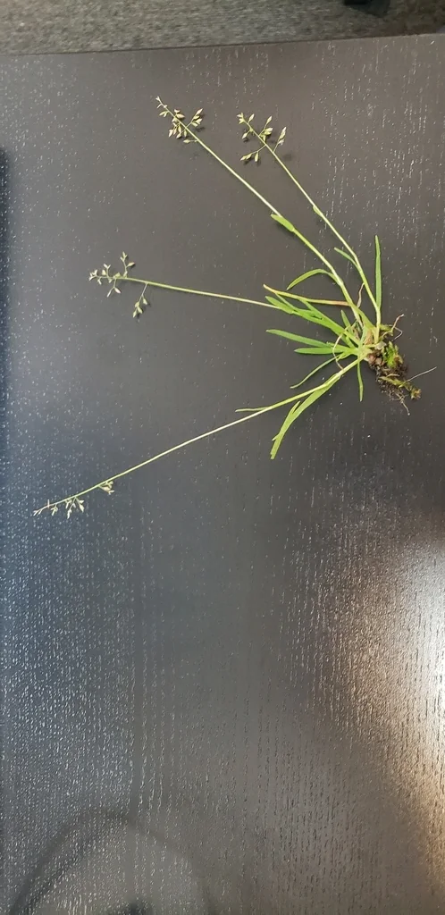Poa Annua
