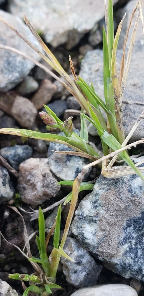 Poa Annua