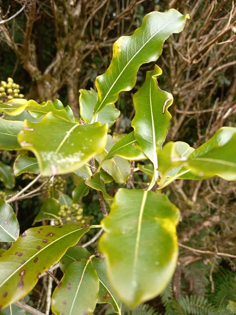 Pittosporum Eugenioides