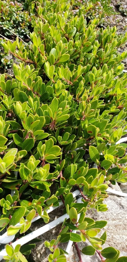 Arctostaphylos Uva-Ursi