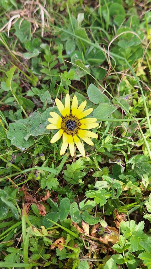 Arctotheca Calendula